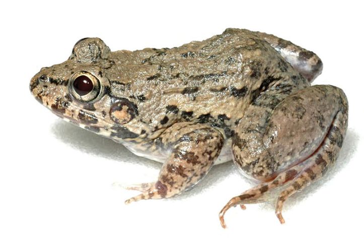 Why We Should Know More About Rice Paddy Frog