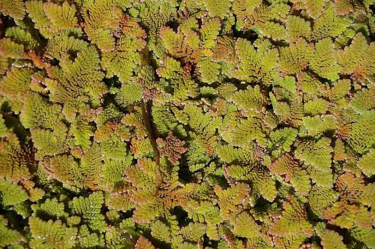 We Should Understand About Azolla Fern, The Tiny Magic Plant