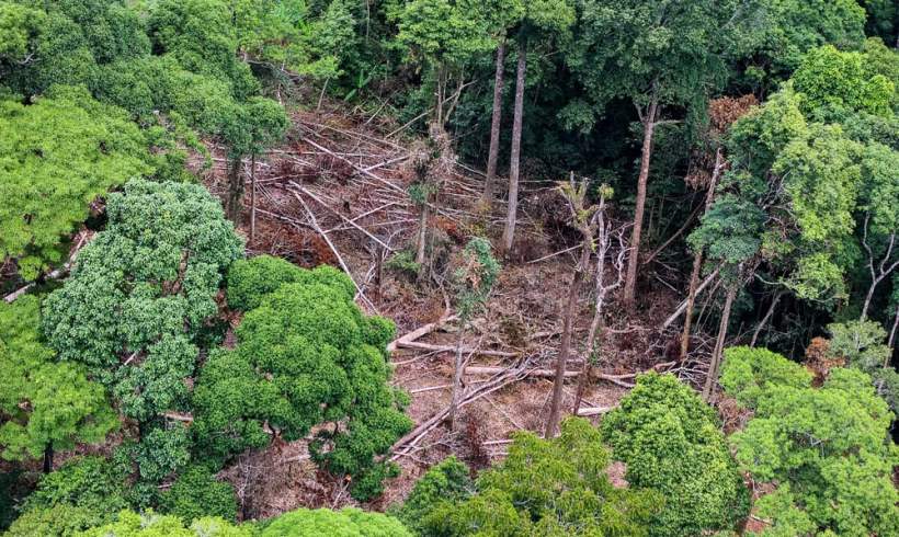 Rabies Outbreaks in Costa Rica Is Caused by Deforestation, A Study Says Rabies Outbreaks in Costa Rica Is Caused by Deforestation, A Study Says