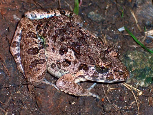 rice paddy frog
