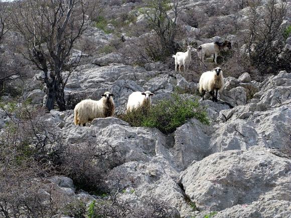 velebit mountain range sheep