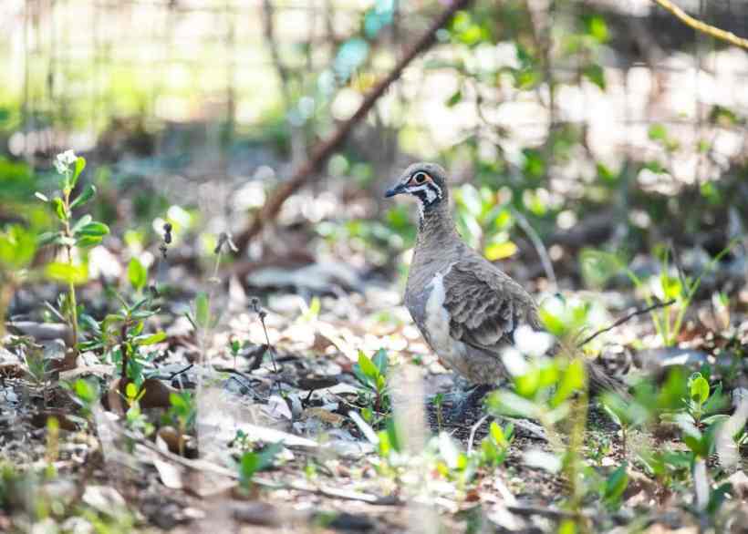 The Connection Between Spirit Animals and Biodiversity Conservation The Connection Between Spirit Animals and Biodiversity Conservation