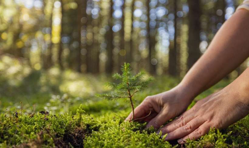 Indonesia and Norway Fighting for Forests Together