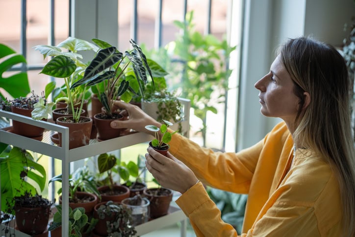 Improving the Home and Health with Indoor Plants