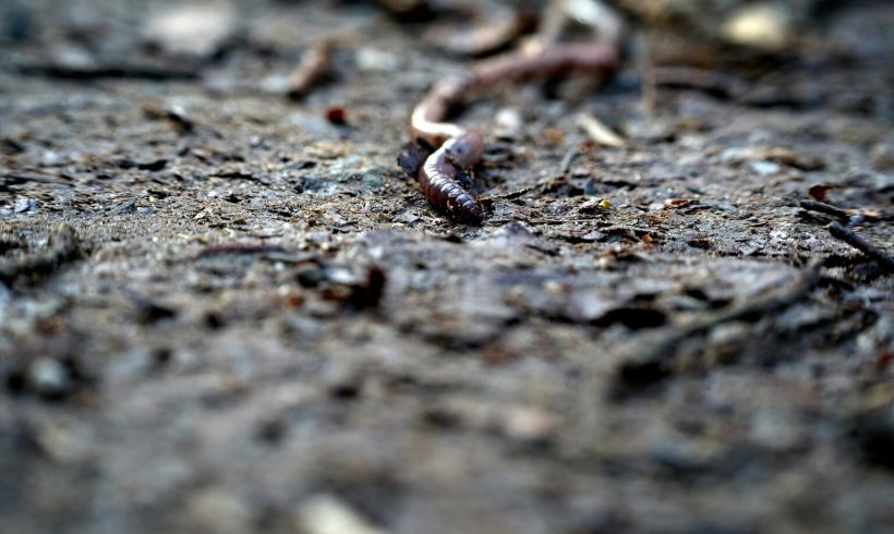 Earthworms Asked Us To Change the Eww to Aww