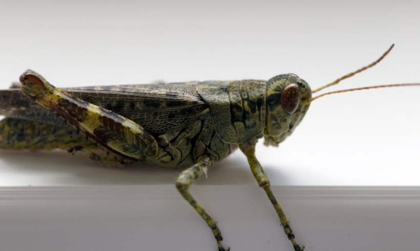 Whoa, Have You Ever Thought About Grasshoppers?