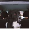 How to Transport Your Pets: Practical Tips Worth Learning