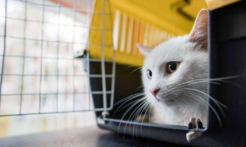 Things You Didn’t Know About Cat Whiskers