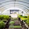 Enhancing Sustainable Vegetable Cultivation With Key Garden Structures 
