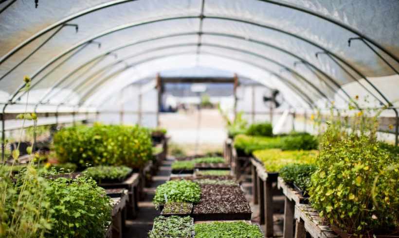 Enhancing Sustainable Vegetable Cultivation With Key Garden Structures 