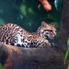 Ocelot, The Cat of Minecraft