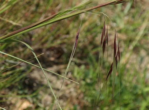 Purple Needlegrass