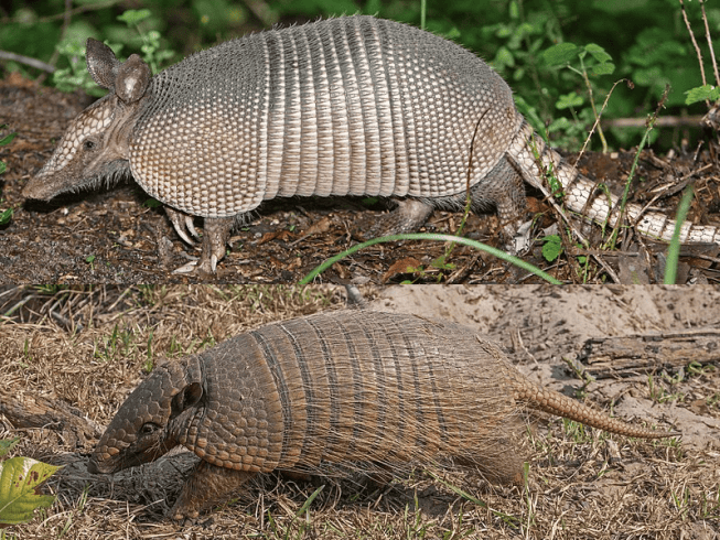 Fascinating Facts about The Armored Armadillo