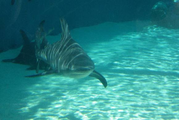 Bull Shark