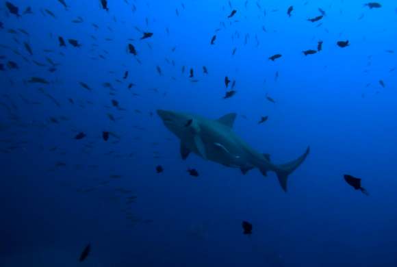 Bull Shark