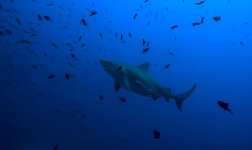 The Apex Bull Shark Can Go Salt or Fresh