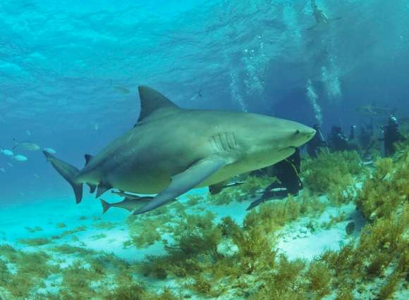 Bull shark