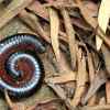 Tickling Facts About Millipedes