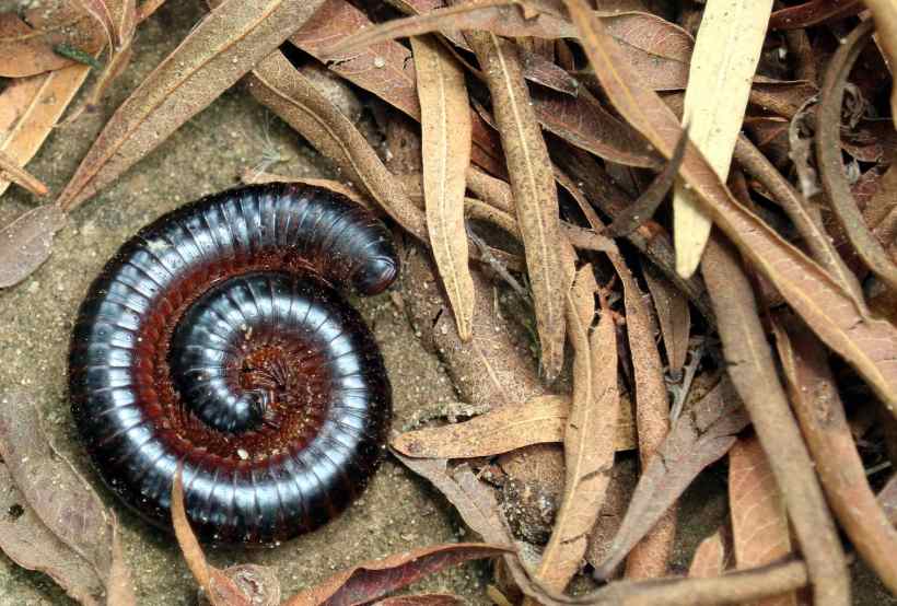Tickling Facts About Millipedes