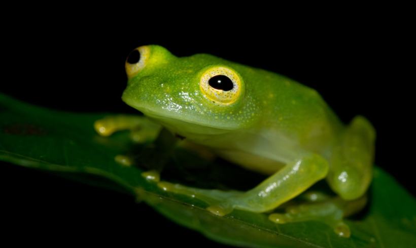 Glass Frogs and Their Crystal Clear Lives