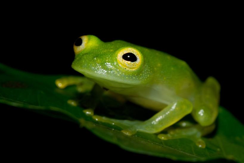 Glass Frogs and Their Crystal Clear Lives