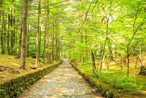 Stone paved road in forest, Happy Valley, Karuizawa, Nagano, Japan
