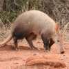 How Much Do You Really Know About Aardvarks?