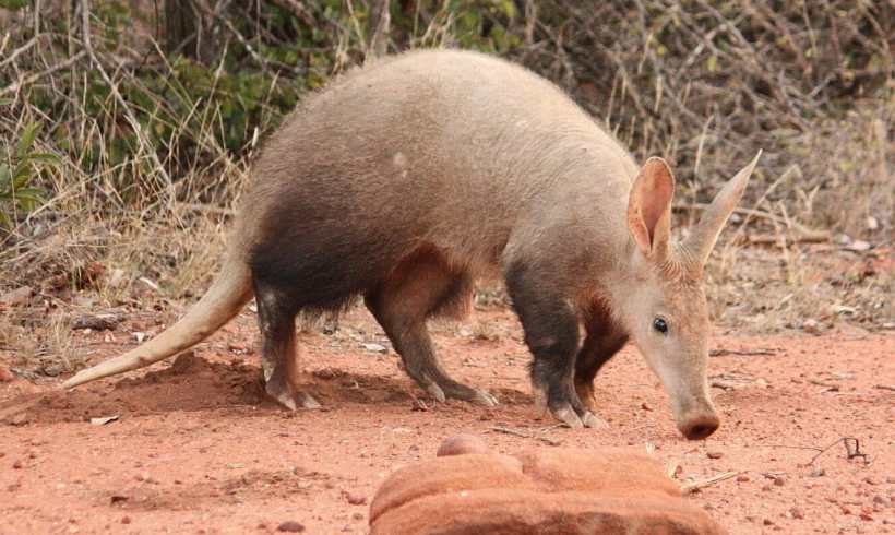 How Much Do You Really Know About Aardvarks?