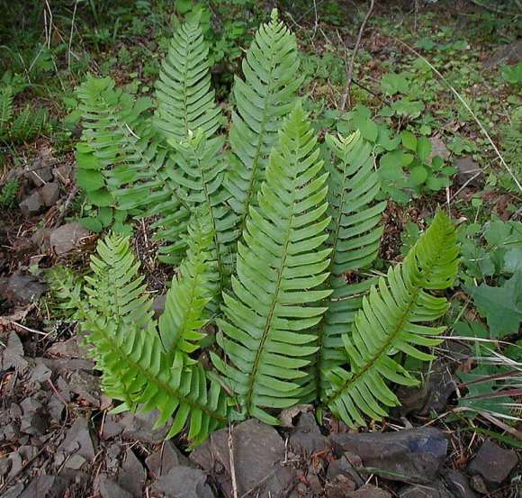 ferns
