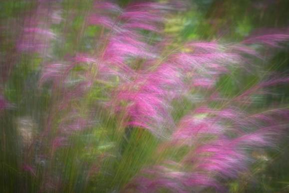 Purple Needlegrass by Diana Robinson