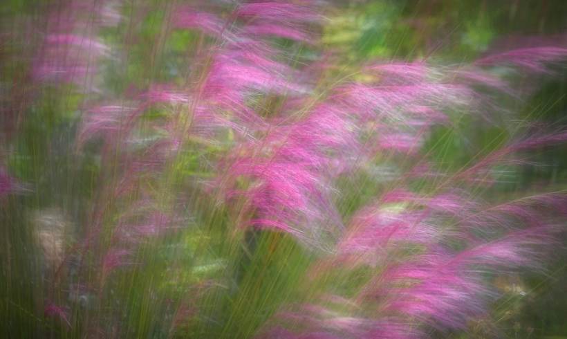 Let’s Now Talk About Purple Needlegrass Let’s Now Talk About Purple Needlegrass