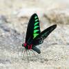 There is Something You Need to Know About Rajah Brooke’s Birdwing Butterflies