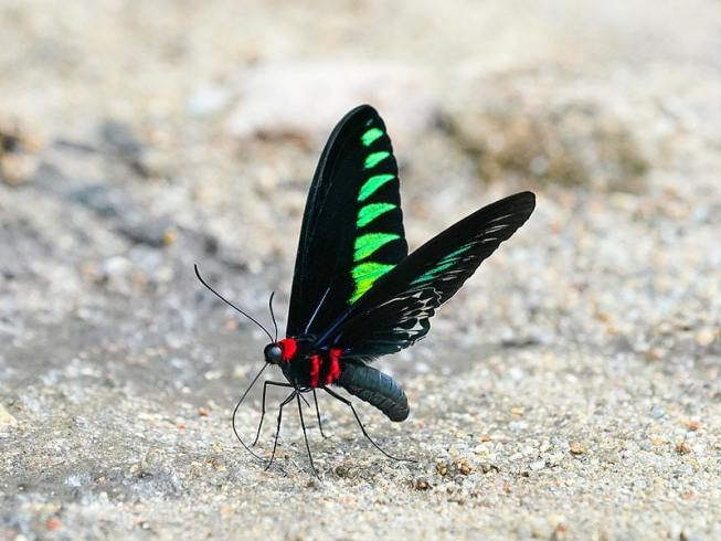 There is Something You Need to Know About Rajah Brooke’s Birdwing Butterflies