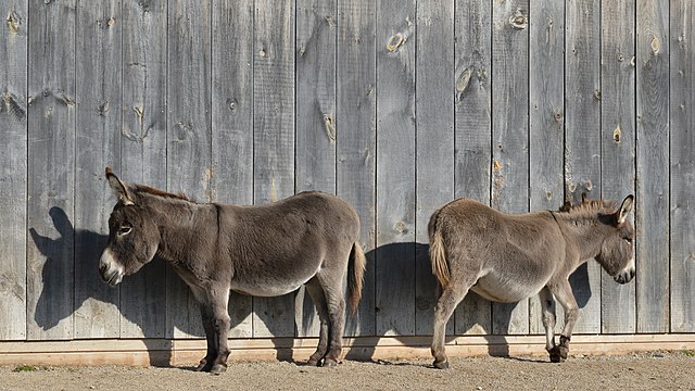 Surprising Facts About Donkeys