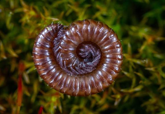 coiling millipede