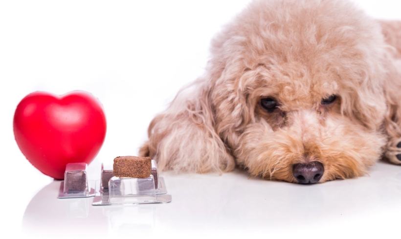 Protecting Your Dog from Heartworm: A Comprehensive Guide Protecting Your Dog from Heartworm: A Comprehensive Guide