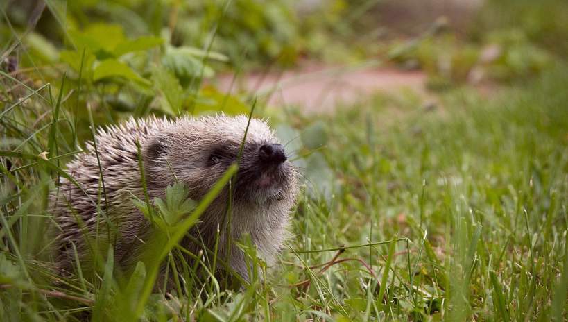 Experts Say Cities Are Not Always Species Deserts Because They Can Help Threatened Species