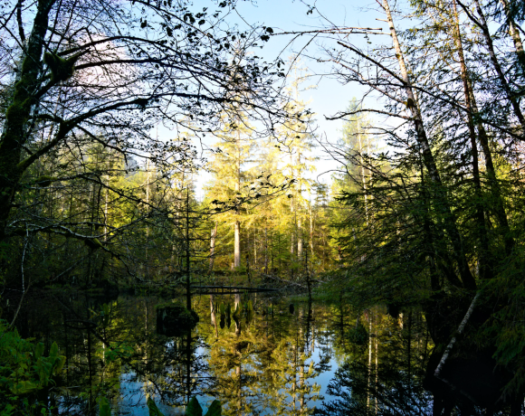 How to See Nature as Medicine How to See Nature as Medicine