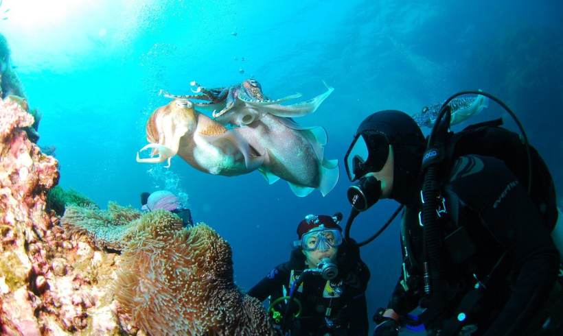 Building Skills and Protecting Marine Life: Volunteering in Dubai Building Skills and Protecting Marine Life: Volunteering in Dubai