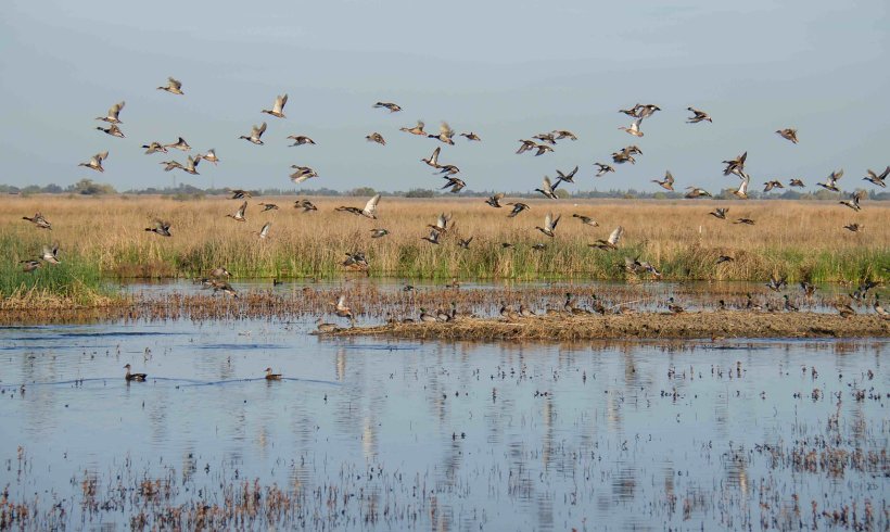 How to Implement Floating Wetlands for Cleaner Waterways How to Implement Floating Wetlands for Cleaner Waterways