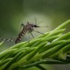 Discover the Best Mosquito-Repelling Plants for Your Home and Garden