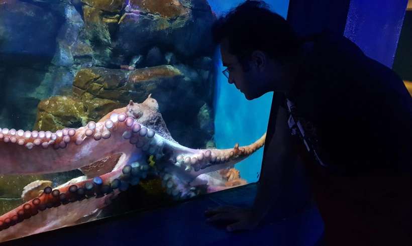 After We Find Out that Octopuses Are Intelligent, Is It Ethical to Keep Eating Them? After We Find Out that Octopuses Are Intelligent, Is It Ethical to Keep Eating Them?