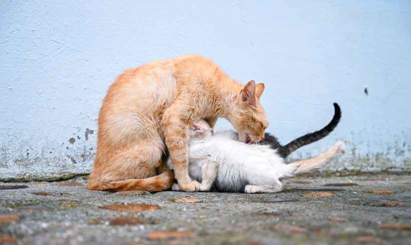 Australia May Have Found a Win-win Solution to Cut Stray/Feral Cat Numbers Australia May Have Found a Win-win Solution to Cut Stray/Feral Cat Numbers