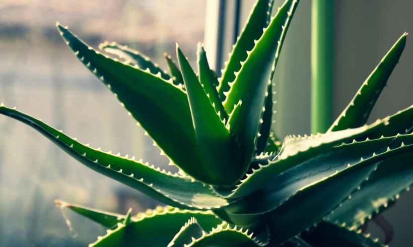 Aloe Vera Is Amazing, and You Need to Know That