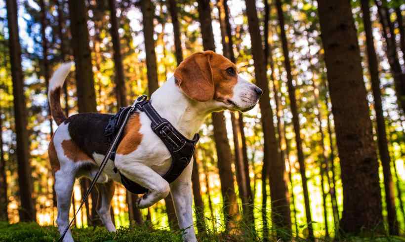 Embracing Your Pet’s Natural Instincts