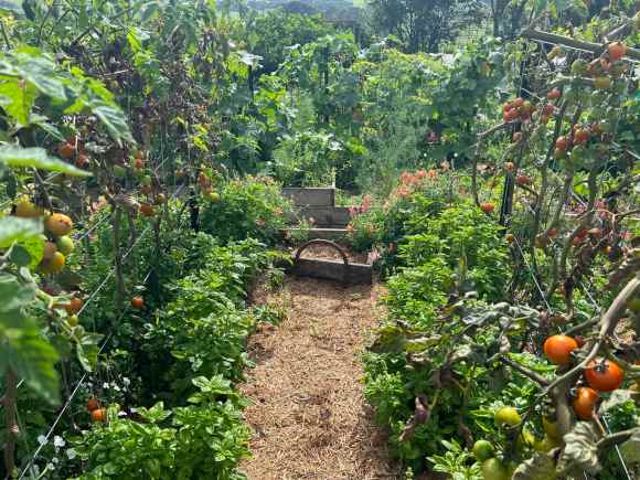 Horizontal landscape photo of a variety of edible plants growing in an organic garden in Summer. Milton near Ulladulla, south coast NSW.