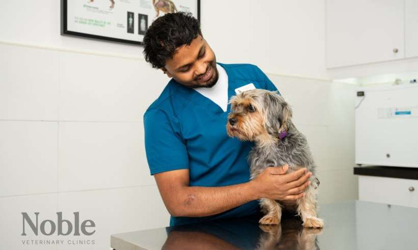 7 Ways to Help Stray Dogs in Your Community