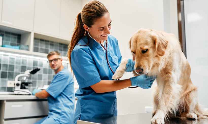 12 Signs Your Pet Needs A Veterinarian ASAP