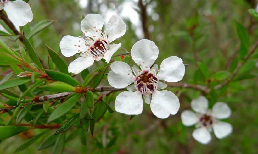 Let’s Spill Some Tea about the Tea Tree