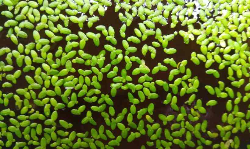 How Duckweed Affects the Environment